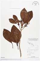 登錄號:BS01863藏品圖，第1張