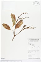 登錄號:BS01864藏品圖，第1張