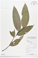 登錄號:BS01867藏品圖，第1張