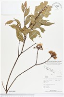 登錄號:BS01868藏品圖，第1張