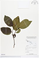 登錄號:BS01869藏品圖，第1張