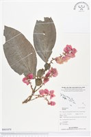 登錄號:BS01870藏品圖，第1張