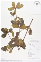 登錄號:BS01871藏品圖，第1張