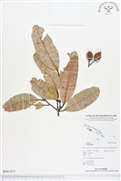 登錄號:BS01875藏品圖，第1張