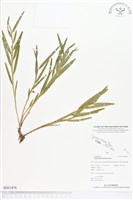 登錄號:BS01876藏品圖，第1張