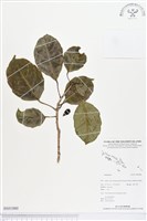 登錄號:BS01880藏品圖，第1張