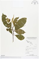 登錄號:BS01881藏品圖，第1張