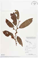 登錄號:BS01882藏品圖，第1張