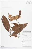 登錄號:BS01883藏品圖，第1張