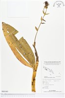 人面石斛蘭藏品圖，第1張