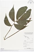 登錄號:BS01887藏品圖，第1張