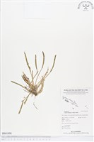 登錄號:BS01890藏品圖，第1張