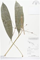 登錄號:BS01891藏品圖，第1張