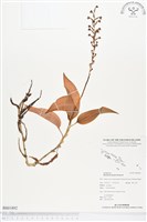 登錄號:BS01892藏品圖，第1張