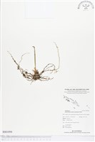 登錄號:BS01894藏品圖，第1張