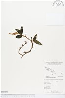 登錄號:BS01896藏品圖，第1張