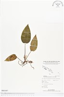 登錄號:BS01897藏品圖，第1張