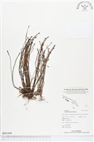 登錄號:BS01898藏品圖，第1張