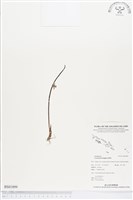 登錄號:BS01899藏品圖，第1張