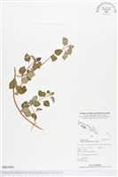 蔓性野牡丹藏品圖，第1張