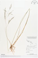 鼠婦草藏品圖，第1張