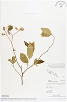 南粵野茉莉藏品圖，第1張