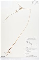 登錄號:BS01906藏品圖，第1張