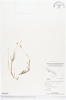 登錄號:BS01907藏品圖，第1張