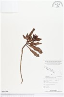 登錄號:BS01908藏品圖，第1張