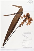 紫苞舌蘭、紫蘭藏品圖，第1張