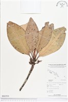 登錄號:BS01910藏品圖，第1張