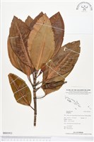 登錄號:BS01911藏品圖，第1張