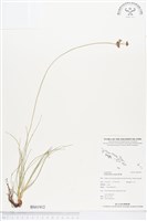 乾溝飄拂草藏品圖，第1張