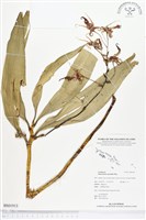 大鬼石斛蘭藏品圖，第1張