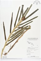 登錄號:BS01914藏品圖，第1張