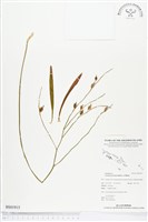 登錄號:BS01915藏品圖，第1張