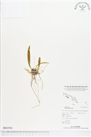 登錄號:BS01916藏品圖，第1張