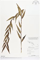 登錄號:BS01920藏品圖，第1張