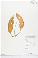 登錄號:BS01921藏品圖，第1張