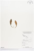 登錄號:BS01922藏品圖，第1張