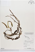 登錄號:BS01923藏品圖，第1張