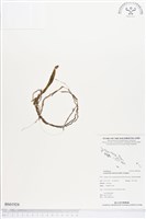 登錄號:BS01924藏品圖，第1張