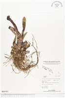 登錄號:BS01925藏品圖，第1張