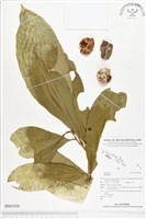 登錄號:BS01928藏品圖，第1張