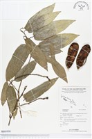 登錄號:BS01930藏品圖，第1張