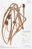 登錄號:BS01932藏品圖，第1張