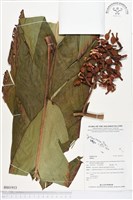 登錄號:BS01933藏品圖，第1張