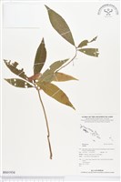 登錄號:BS01934藏品圖，第1張