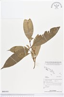 登錄號:BS01935藏品圖，第1張