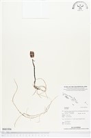 登錄號:BS01936藏品圖，第1張